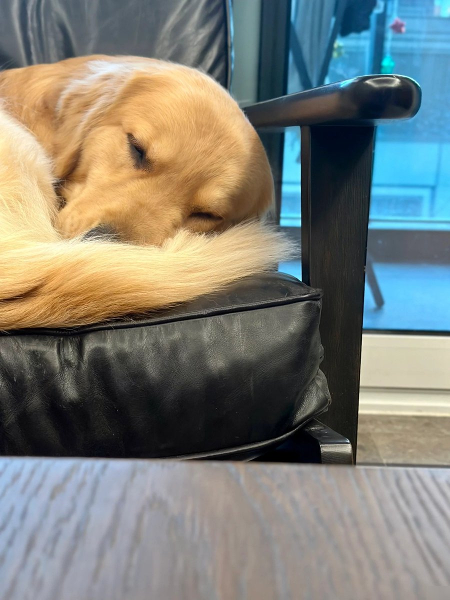 YuanMoX's tweet photo. My golden retriever kept me company during the rainy day—snuggles and wet nose kisses cure every blues. https://t.co/Kfx0KNyIhv