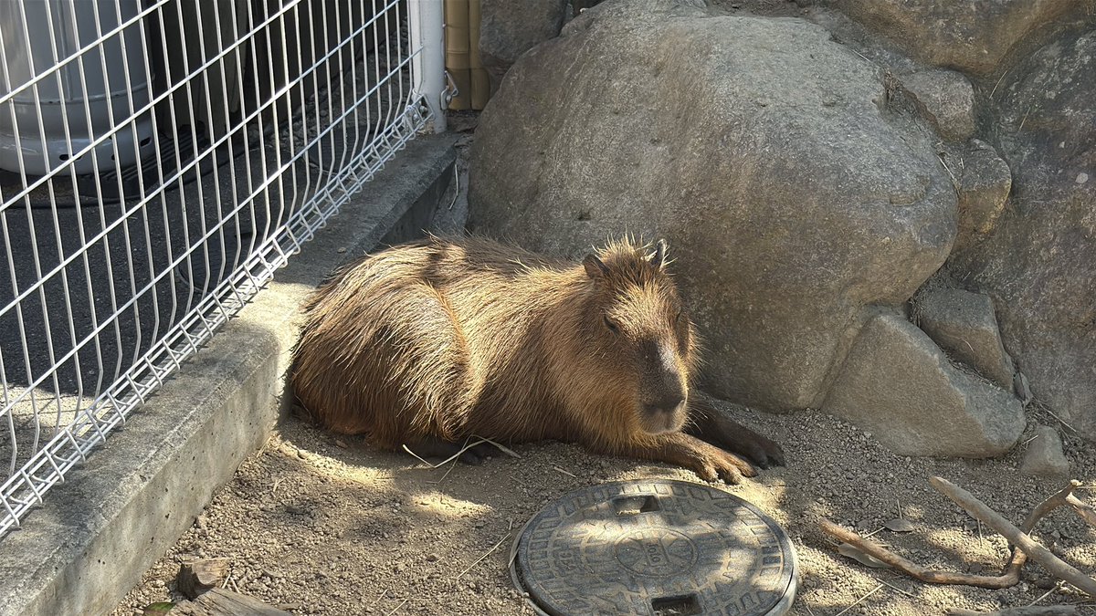 4215utu's tweet photo. 動物園も行ったけど、動物も暑さでバテてたわ🫠 https://t.co/8lfp7QypfB