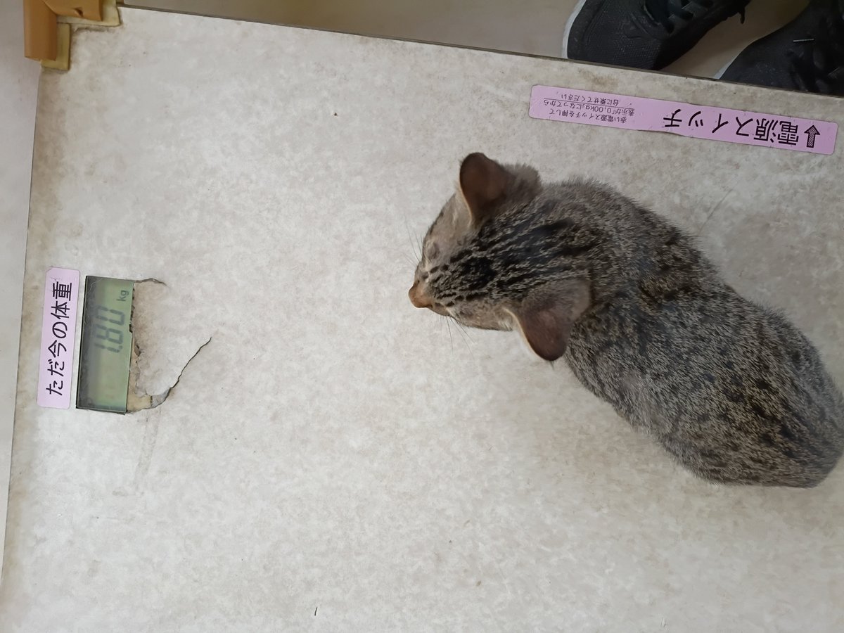 konekonomu's tweet photo. 8/22
動物病院7回目
ついに寄生虫駆除成功か!?
今日は検便で虫の卵一つも見つからず🎉
今日は注射無し！🎊😽
いないことの証明は難しいので、3回続けて見つからなかったら晴れていなくなった宣言になるらしい😺 https://t.co/lTvzAbDOlG
