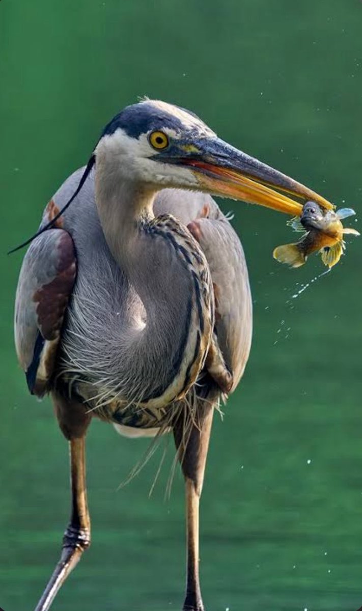 StoriesBySammi's tweet photo. This is what we're gambling with 1% of a state to keep.

A great blue heron doesn't know about permits or executive orders or fast-tracked approvals. It just needs the water to still be there.

Somewhere in what's left of Indiana's wetlands, one of these is standing right now, completely unaware that the ground under it might not survive the year.

We don't get this back once it's gone. Not in a year, not in a generation. Once the water's paved over, it's paved over for good.