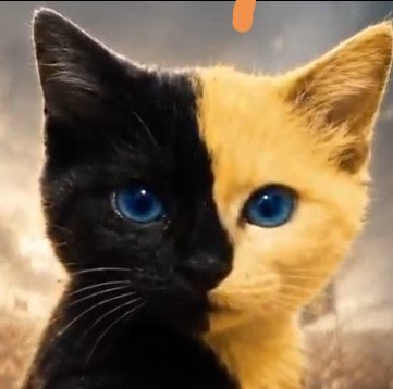 Raca_Mo's tweet photo. @eth_cedric Flap给它取名叫bicat https://t.co/kw8Ivfl8hM