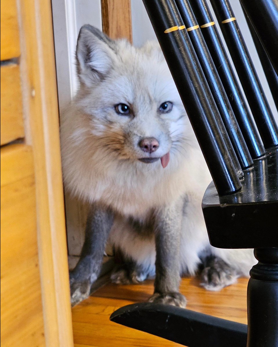 Animalsofwolf's tweet photo. https://t.co/8kjdXM609P