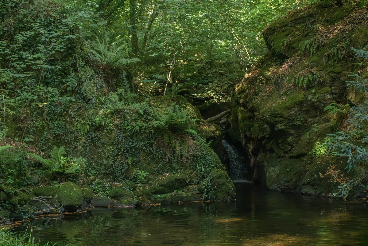 juliet_turner6's tweet photo. Apparently some people are doubting the existence of a Welsh rainforest, so here’s an introduction. 

There are tropical rainforests and there are temperate rainforests. This is a temperate rainforest. 

This habitat is characterised by high enough rainfall and humidity that mosses, ferns, lichens, and liverworts can grow on almost every surface including on the trees.

Rainforests once covered huge areas of Britain but now only small fragments remain. 

This site has more information and an interactive map showing the UK’s natural rainforest zones vs the remaining fragments:
https://t.co/hqAKb9QJkp