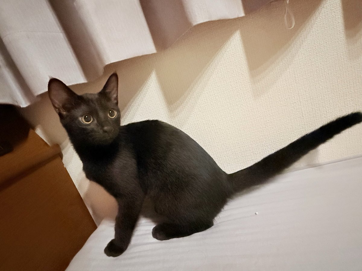 chima_BB's tweet photo. はぁぁぁ‥
超かわいい‥

#サビ猫
#黒猫 https://t.co/2WdTBfnnlE