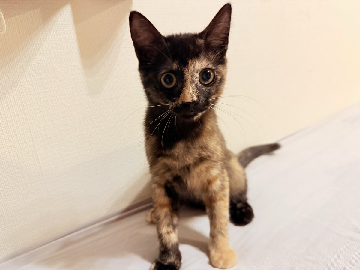 chima_BB's tweet photo. はぁぁぁ‥
超かわいい‥

#サビ猫
#黒猫 https://t.co/2WdTBfnnlE