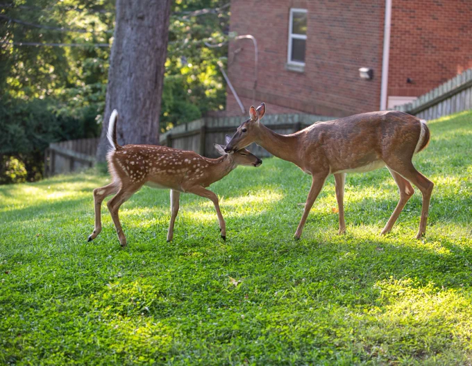 Two deer on grass field.