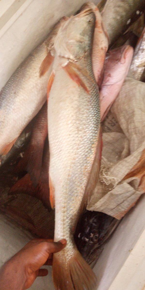 celesti66456972's tweet photo. We deal on any kind of fish and crazyfish. Somewhere in Akwa ibom https://t.co/1f9lC8Mc0x