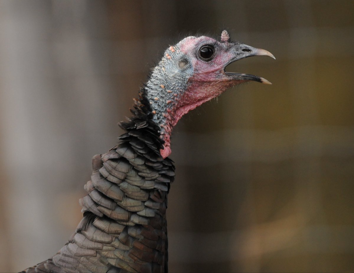 PenguTed's tweet photo. right there with you brother!!🌟😎

the beasts (turkeys??) in the WNBA are facing the truth and it’s discombobulated them badly

that number 9 on Chicago sky looks like he should’ve shaved before the game  - cloudcakes is obviously a man who hates men and is devastated that someone is telling the Truth

these wnba men who are woman clearly can’t play, so they infiltrate the WOmen’s league -  like many of the other lame players who jump ship from their DNA, “elevating”  their “game”from men’s junior high league to the WNBA 😂. pure comedy🔥💯

toughen up buttercups in the WNBA- it’s awesome that this is just the beginning of your bullshit turned back on you - enjoy lapping up the force-feeding of your incomprehensible reality

I’m here for all of it💯🔥🇺🇸
