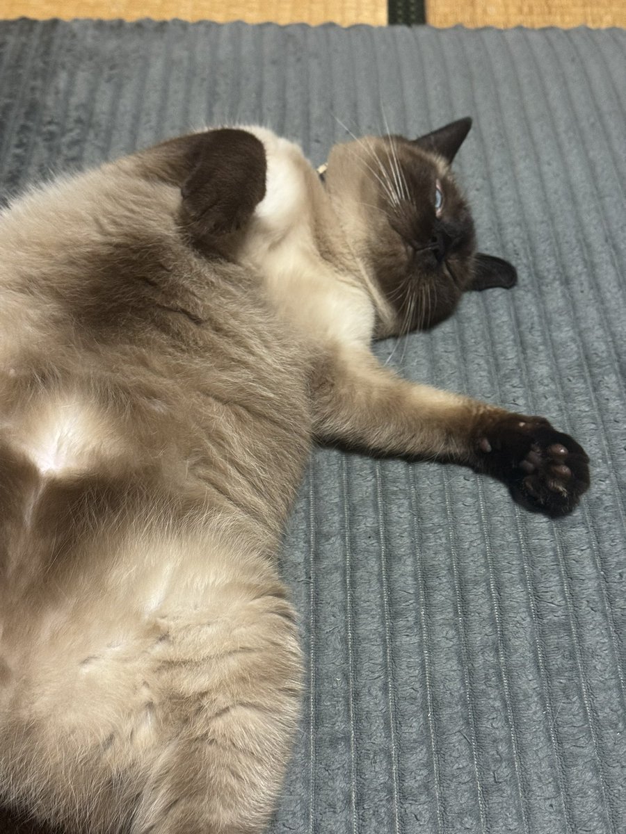 raio2000's tweet photo. 寝てると思った❓
しっかり見てますよ❗️

#猫のいる暮らし  #シャムミックス  #猫 https://t.co/9b6niL1tU9