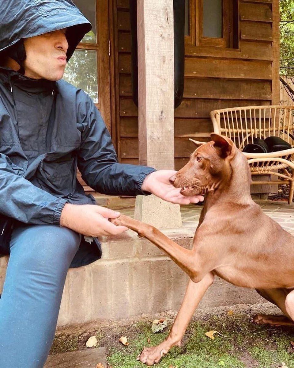 OasisPlanet_'s tweet photo. Two years ago, Happy Doggo founder Niall Harbison revealed how Liam Gallagher helped raise £25,000 to support rescued dogs in Thailand.

It all began when Liam adopted Buttons, a street dog rescued by the charity. Later, he auctioned the giant globe from Oasis’ Definitely Maybe 30th anniversary tour, with Co-op purchasing it for £25,000. The money helped fund a new hospital for rescued dogs — built on the same piece of jungle where Buttons once lived.

A beautiful story of how one dog changed countless lives. ❤️

“Not everything is bad in the world. Love always wins”