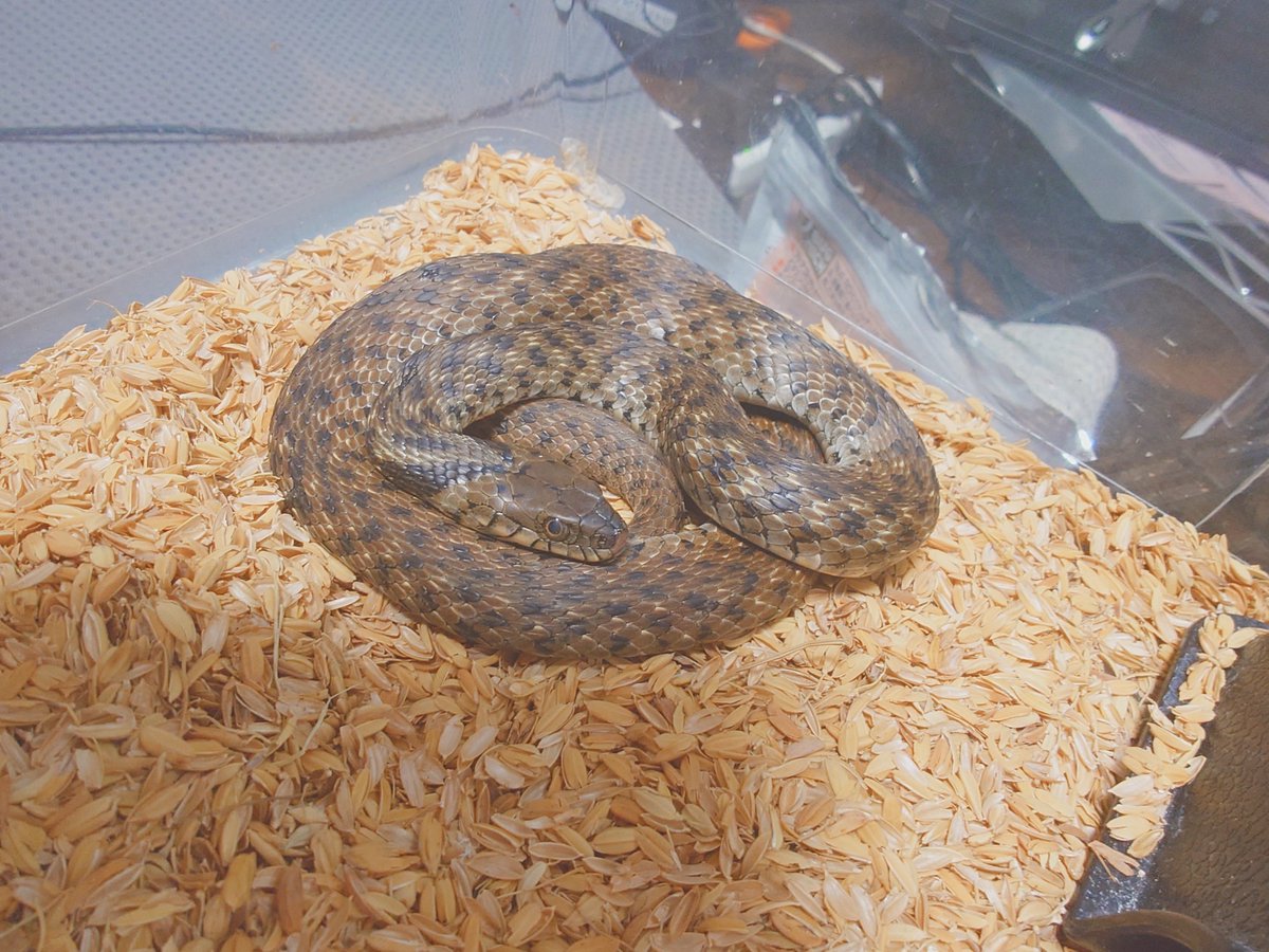kztpsk's tweet photo. 実は飼ってるイチマツユウダ
ちょと肥えて見えるけど大丈夫かな？ https://t.co/iPTb1xciaa