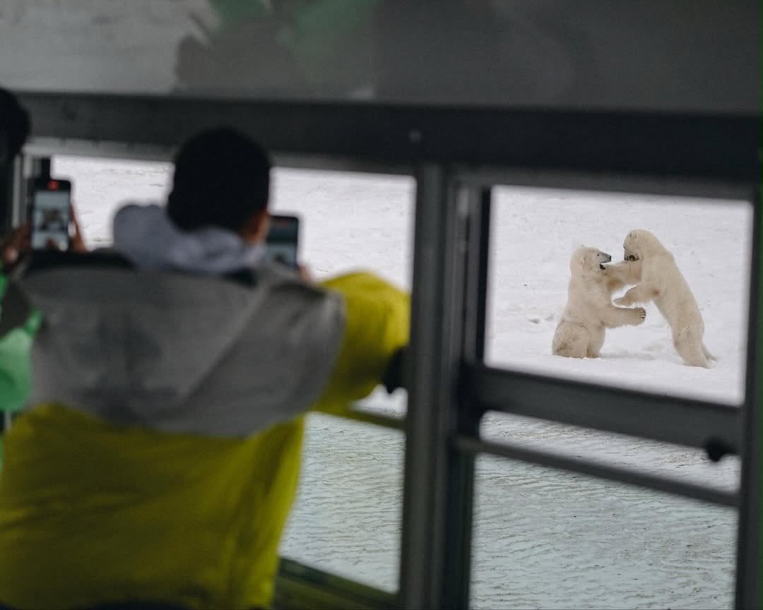 David_Mayer_De's tweet photo. Sometimes the greatest adventures are found in simply witnessing the wild—where nature reminds us that we are visitors, not masters.🐻‍❄️🌍

#davidmayerderothschild 
#rothschild 
#nature 
#environmentalist 
#voicefornature https://t.co/jEfCSjuaWv