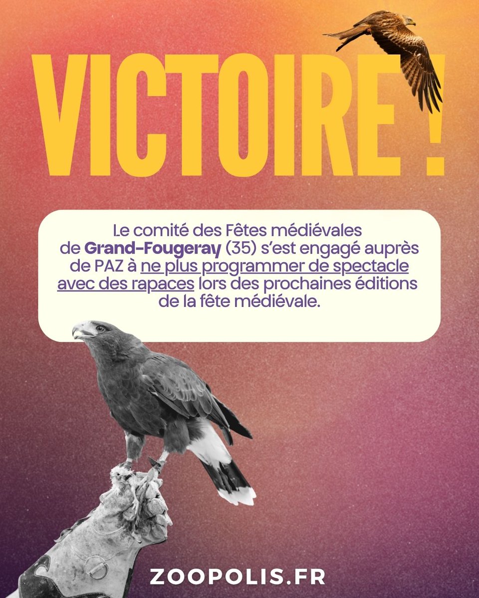 paz_zoopolis's tweet photo. 🥳 Suite à notre mobilisation, le comité des Fêtes médiévales de Grand-Fougeray (35), s’est engagé auprès de PAZ à ne plus programmer de spectacle avec des #rapaces lors des prochaines éditions de la fête médiévale du Pays de #GrandFougeray. 🦅 https://t.co/TYMh9iSBlt