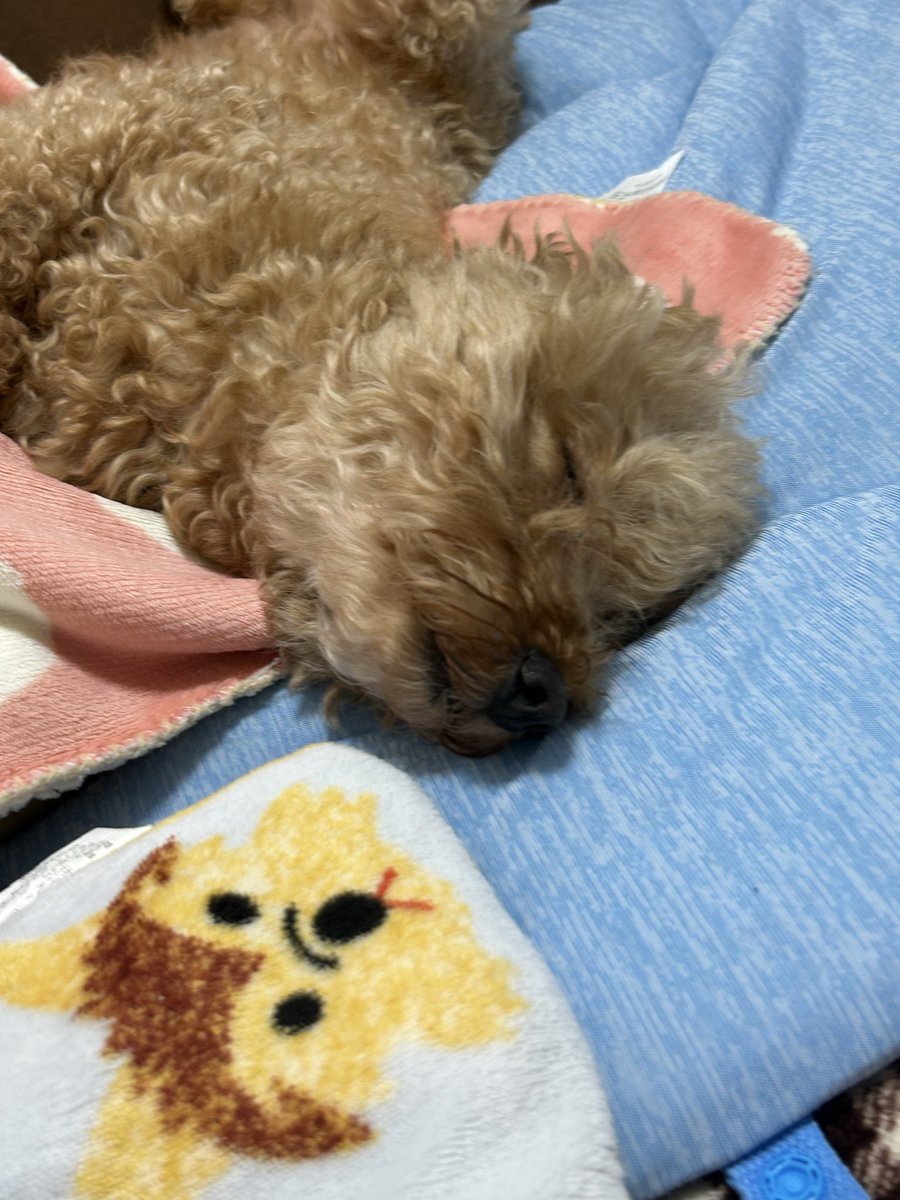 tandy814's tweet photo. 酷いなり。僕のお顔をこんなふうにするなんて😑
最近の技術は凄いなりね😳💧
姉ねが僕をこんなに酷いお顔に😱
By僕の名前はツン。怖いなり https://t.co/6iKx27rQhI