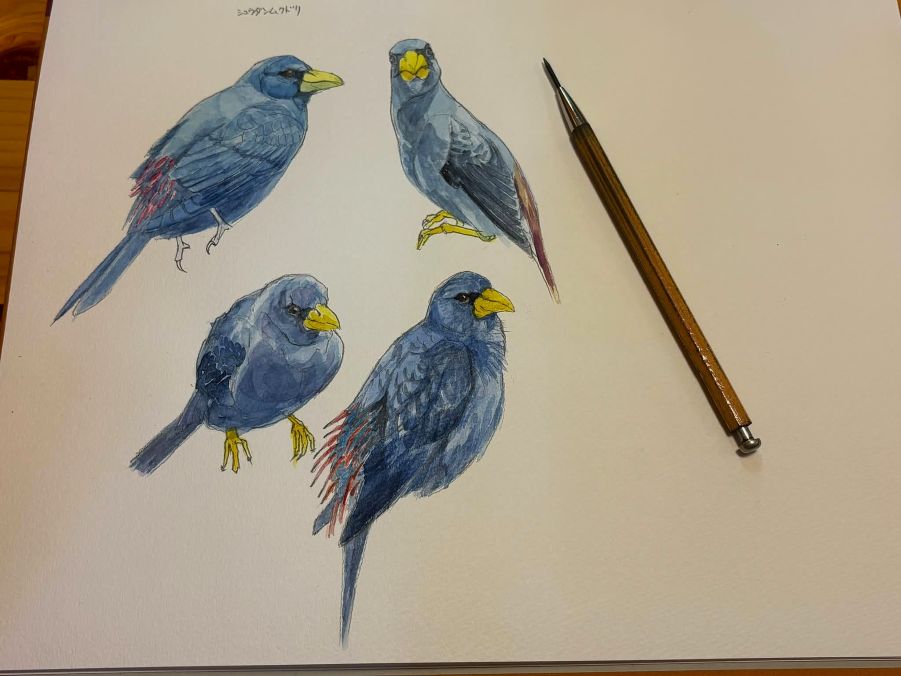 haiiromizunagi's tweet photo. いつもの所ⅠとⅡで #シュウダンムクドリ #GrosbeakStarling #Starling #Scissirostrum #Sturnidae を #大人の鉛筆 で #スケッチ #ドローイング 昨日の続き。#ムクドリ は、下描き後に #水彩 で着色。どう見てもアトリ科の鳥に見えてしまうが、凹尾でないし、こんな青色のアトリ科の鳥はいないのでは‥ https://t.co/TGfGEckiQS