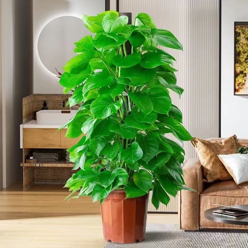 v7uLI2B0TAZsUKr's tweet photo. [Quick houseplant tip: Wipe your pothos leaves weekly with a damp cloth to remove dust u0026 keep them shiny! It boosts photosynthesis too  #PlantCare]， https://t.co/EXSdWpniIo