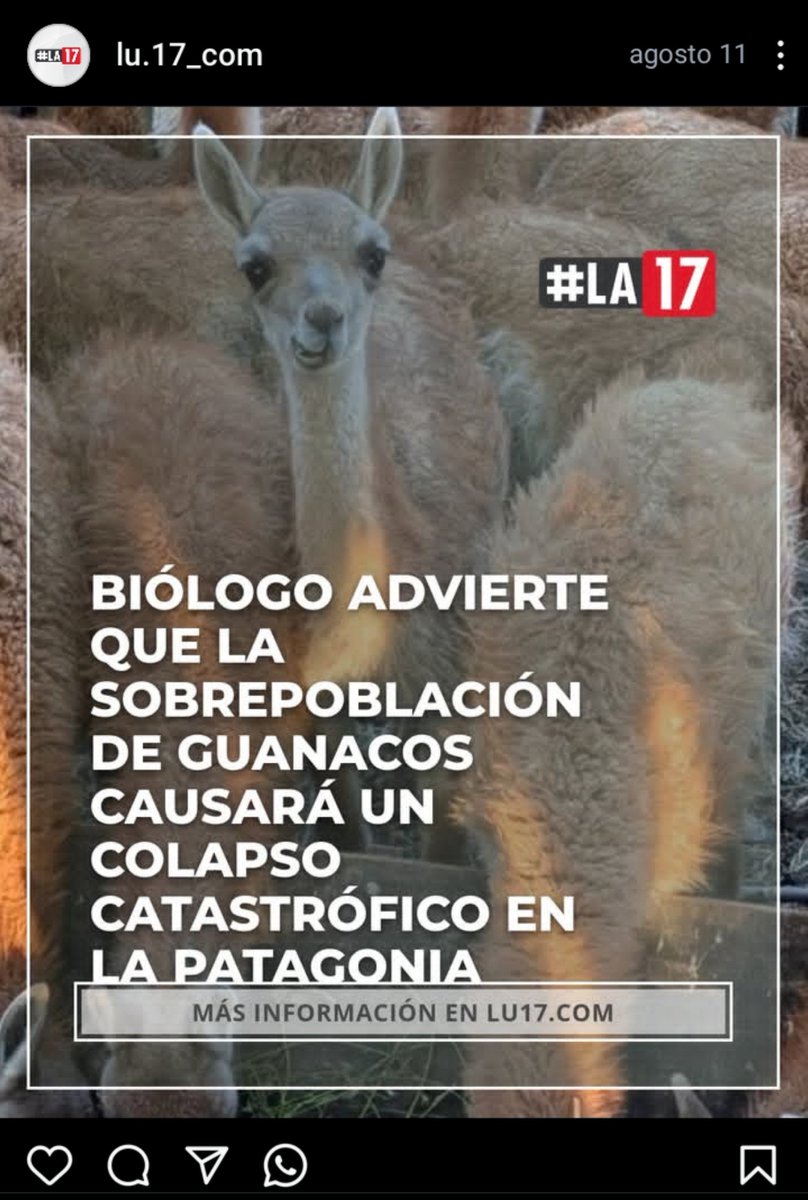 Patriciaza30's tweet photo. @somoscorta @kemperdan97 QUE PASA EN LA PATAGONIA QUE ESTAN MATANDO A LOS GUANACOS, APARECIERON 300 MUERTOS Y NADIE DICE NADA.
 #Guanacos #Ruta40 #Patagonia #FaunaArgentina #ProtecciónAnimal | Infotdf 2.0 | Facebook" https://t.co/zVFy5McA2P https://t.co/b15crnZ5y0