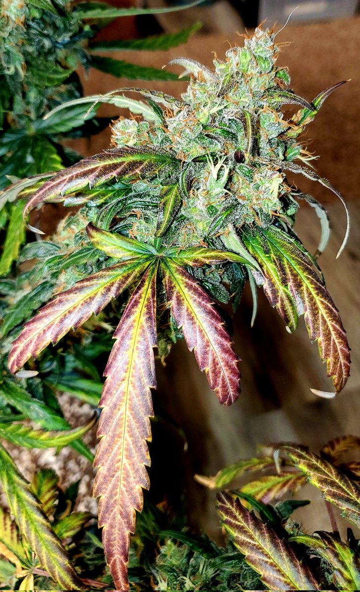 medicalgrower42's tweet photo. Don't know what to share on X to get a following? Try growing cannabis and share your results with us growers! https://t.co/mWin3M7RQJ