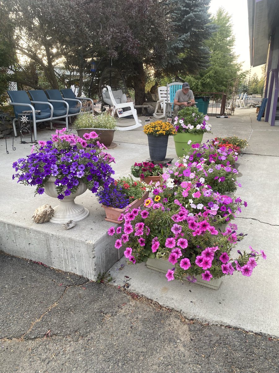 DarciCole7's tweet photo. @HarmeetKDhillon I just love summer flowers 🌺 https://t.co/h5HBSRBEvl