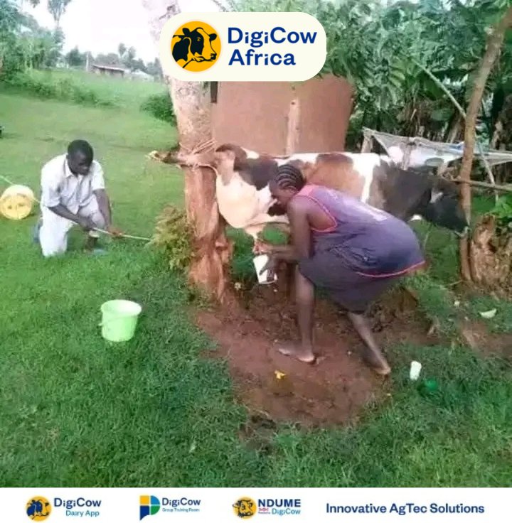 DigicowApp's tweet photo. Ng'ombe wako atakusumbua hivi hadi lini? 
Ask for help from Digicow. https://t.co/fFYXo2W4gy