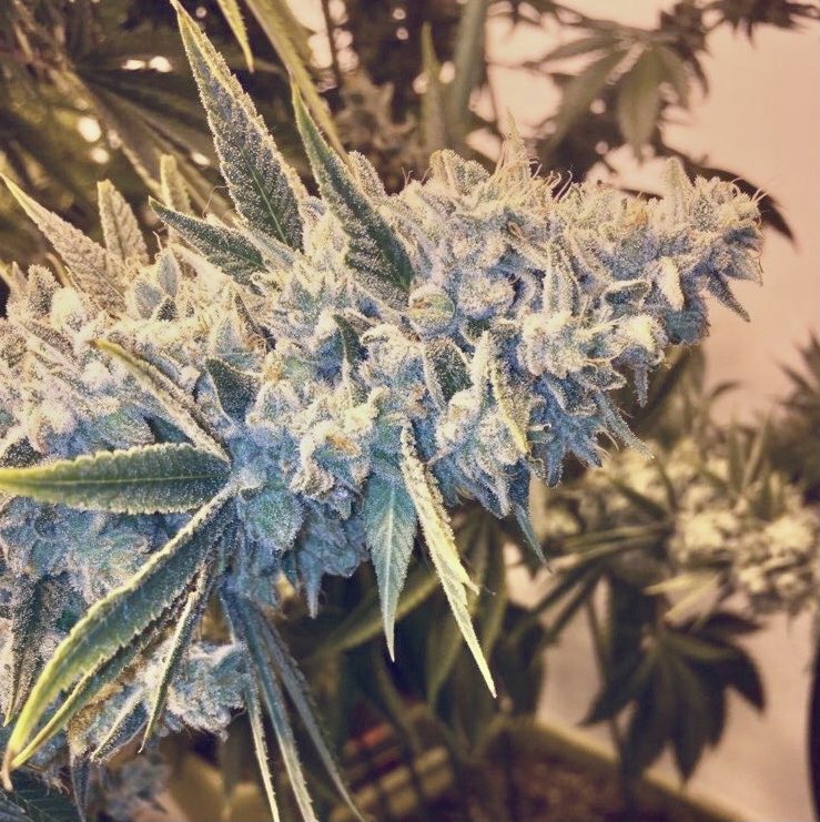 WolfeSeeds's tweet photo. @medicalgrower42 Without a doubt.. https://t.co/JHSa86aOol