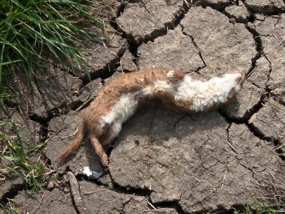 FBB_Officiel's tweet photo. 🔴 “Nuisibles”: 3 ans de plus pour traquer la faune sauvage…

Après 50 jours de “répit”, le ministère de l’Écologie a autorisé, pour la période du 21 août 2026 au 30 juin 2029, la destruction de millions d’animaux classés « ESOD » (espèces susceptibles d’occasionner des dégâts).

🐹 Renards, fouines, martres, corneilles, pies, geais, corbeaux freux, étourneaux…pourront être piégés, abattus - et, pour les renards, déterrés -12 mois sur 12, dans les départements concernés. Au total, 1,7 million d'animaux par an seront tués sur le fondement de cette réglementation archaïque.

Et pourtant, ces animaux viennent de traverser un été particulièrement difficile : incendies, canicules à répétition et sécheresse historique.

Malgré les rapports et les études scientifiques et notre mobilisation  pour demander la fin de cette réglementation, l’État choisit une nouvelle fois de prolonger ces pratiques.

Dans un contexte de crise climatique, la priorité devrait être de protéger la nature, pas de la détruire.

👉 La Fondation Brigitte Bardot continuera à se battre pour que ces espèces injustement persécutées obtiennent enfin la protection qu'elles méritent.