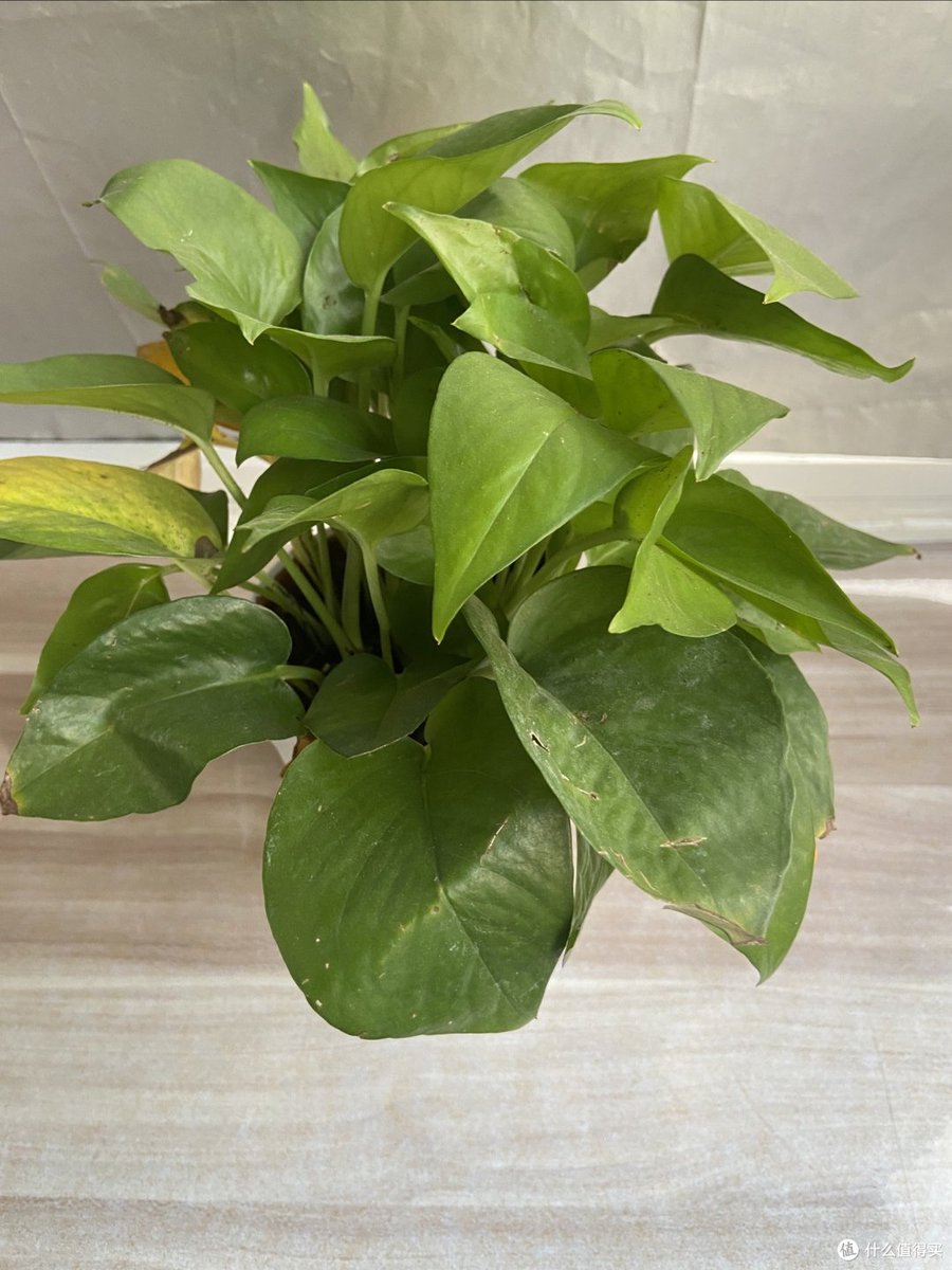 GetachewAdamu7's tweet photo. Pro tip for your pothos! Rotate its pot  turn weekly for even growth—no lopsided vines here, just lush, full greenery that brightens up any corner. https://t.co/LOjfGTzYgk