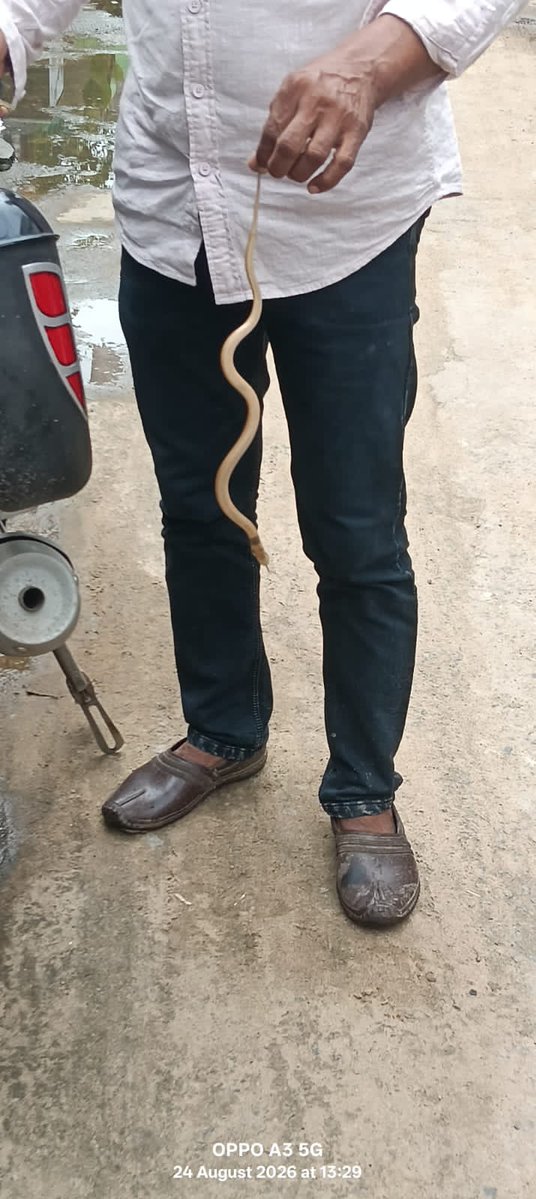 PapunKPatra's tweet photo. Unexpected Guest:

My neighbour found a naag at home. 🐍
I went to see the snake and came back with a new respect for the phrase: “Home is where the heart is… but apparently snakes too.” 😂 https://t.co/lEoQOx5p7q