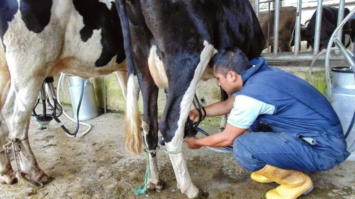 eDairyNewsEs's tweet photo. La #producción de #leche en el norte de Veracruz enfrenta una lenta recuperación y no volvería a niveles #prepandemia antes de 2029. Lea la Noticia 👉  https://t.co/q1HYtaP01l https://t.co/TJ7S2wJ1lb