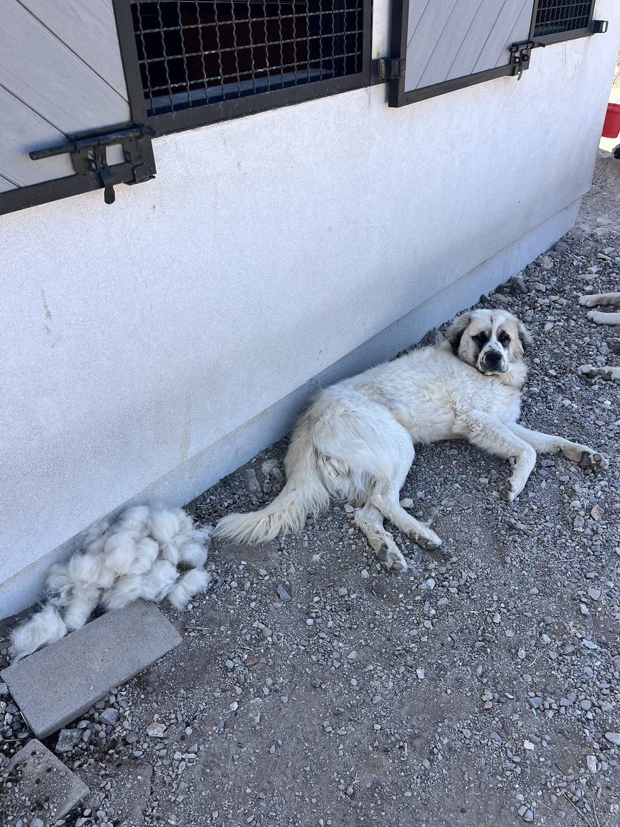 TTLBGoats's tweet photo. @Brinx65 It’s unbelievable. Also what you find in their fur when you shed them. Sticks, goat poop, maybe a squirrel…. https://t.co/004Rv43RAP