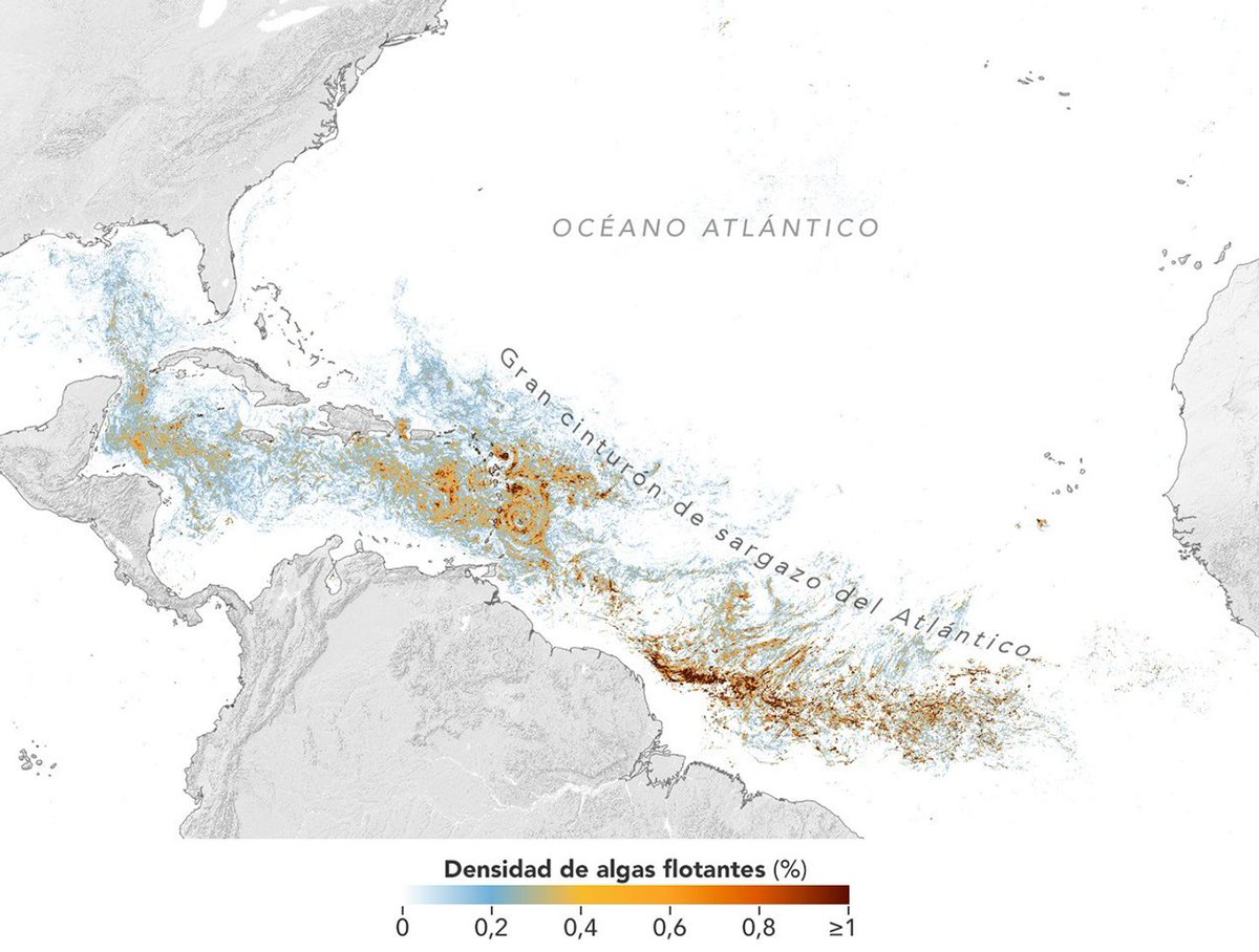 NASA_es's tweet photo. El sargazo ha cambiado su distribución en las últimas décadas: ha disminuido en el mar de los Sargazos, mientras prolifera en el Atlántico tropical. 

Este año, el mar Caribe y el golfo de México alcanzaron máximos históricos en la abundancia de esta alga. https://t.co/OztxNTqtKt https://t.co/0x5mDY23eO