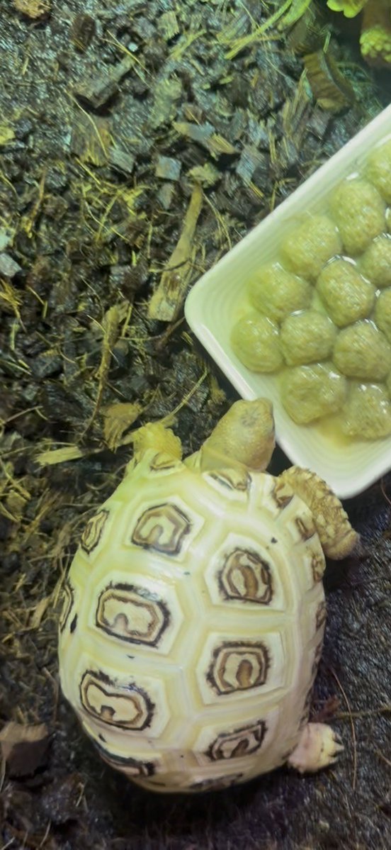 momoleon2357's tweet photo. ケヅメリクガメとソマリアヒョウモンリクガメの写真を掲載しておりませんでした。こちらになります。宜しくお願い致します https://t.co/VRCDnIeU3R