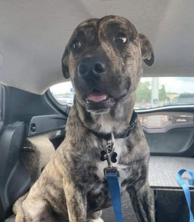 BestinDogs's tweet photo. I went to a shelter to get a dog and I saw this brindle laying on the hard ground. 
I made eye contact with him and he got up and he brought a tennis ball over. 
I asked to see him and I was told he was returned two times because he was too wild and cried all the time. When he was brought back to his cage he cried. It broke my heart. I told the man I wanted him. He told me I'd be sorry. When we got home I worked with him and changed things so he'd be comfortable. He has bad separation anxiety. Everything worked out. He's my pal. We play catch with tennis balls daily. His name is Popeye. 🤗❤💟