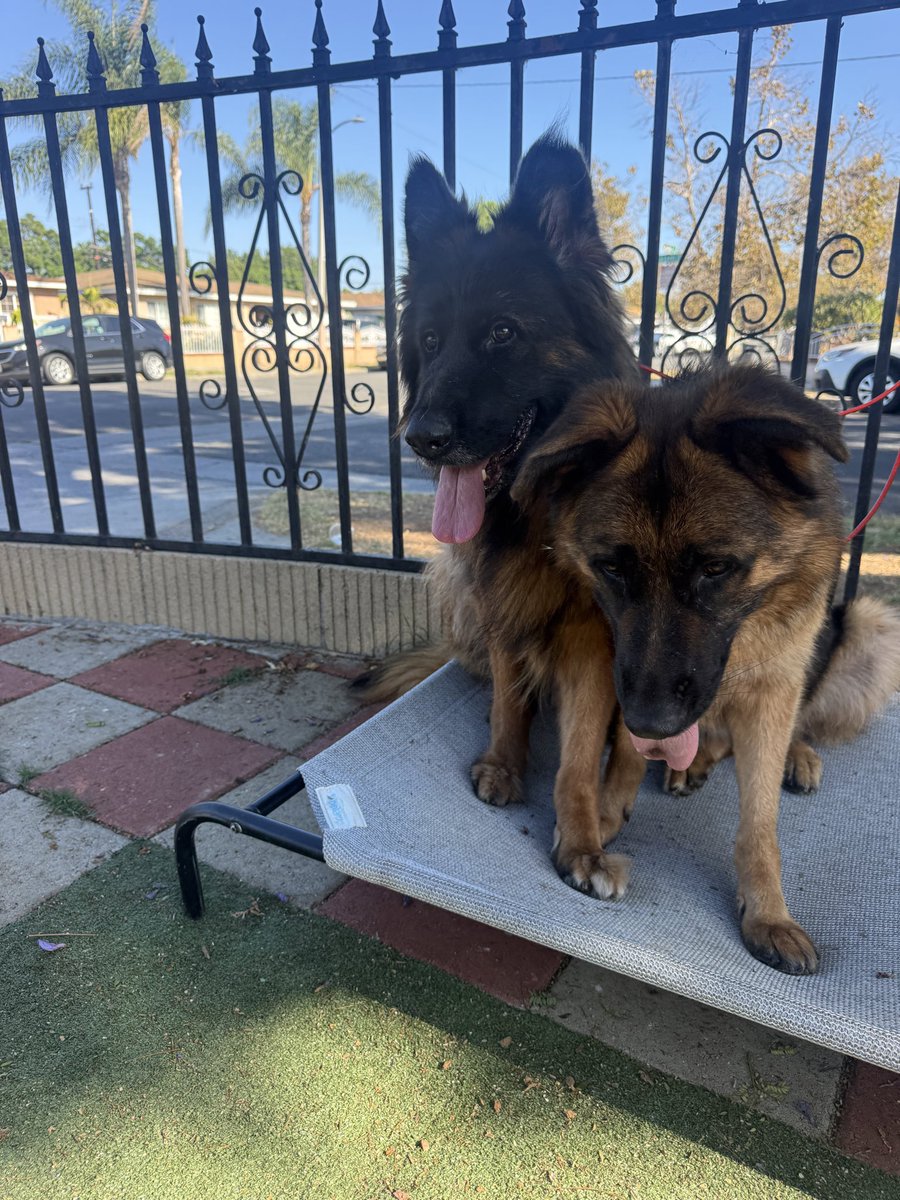 Iza_2021's tweet photo. Same for Myrtle 😞

Unfortunately, If no one steps up, she will go to boarding which sucks after 4 months of training !😣 
*Training was for socialization since previous owner never bothered to do that! She is now crate trained, house trained, dog friendly, people friendly, walks well on leash, spayed and UTD on vaccines. Cats unknown. 

✨Foster in CA, CO, OR
✨Adopt anywhere in 🇺🇸 
https://t.co/T6ub8yGWUc