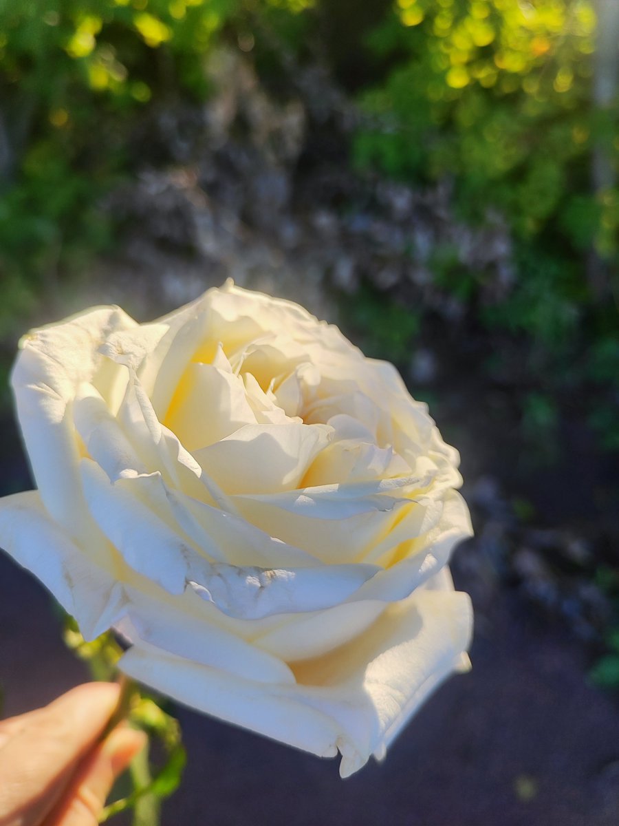 FrogSeichik's tweet photo. I feel like I have no skin,
I am in pain from my own thoughts.
Accepting myself — like needles,
They wound and sting.

A white flower on the windowsill
Reminds me of you
On a rainy day.
#Phuwin #ภูวินทร์ #Feelings #ความรู้สึก #RainyDay https://t.co/NMBGBWoVY4