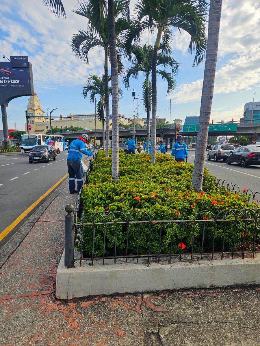 parquesgye's tweet photo. Continuamos con nuestra planificación de mantenimiento en diferentes sectores de la ciudad, atendiendo espacios públicos con trabajos de poda, desbroce, limpieza, desalojo, riego y mantenimiento civil.
📍 Av. Enrique Ortega 📍 Av. San Jorge  📍 Mapasingue
Cada intervención contribuye a mantener una ciudad más ordenada, limpia y con espacios públicos en mejores condiciones para todos.

#AsiSeHaceGuayaquil #AquiEstamos #GuayaquilNoSeDetiene #CiudadDeTodos
@alcaldiagye @taticoronelf