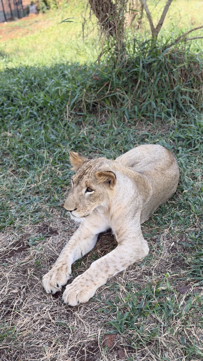 ManduNoeline's tweet photo. Diversified Conservative Tourism I must say 🥹🦁
@ctcconservation https://t.co/oh8LQtWHBp