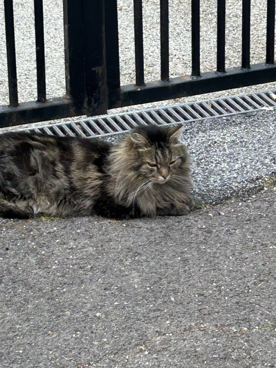 KLoucas's tweet photo. Beautiful cat so furry 😻 https://t.co/uGh6c90HBj
