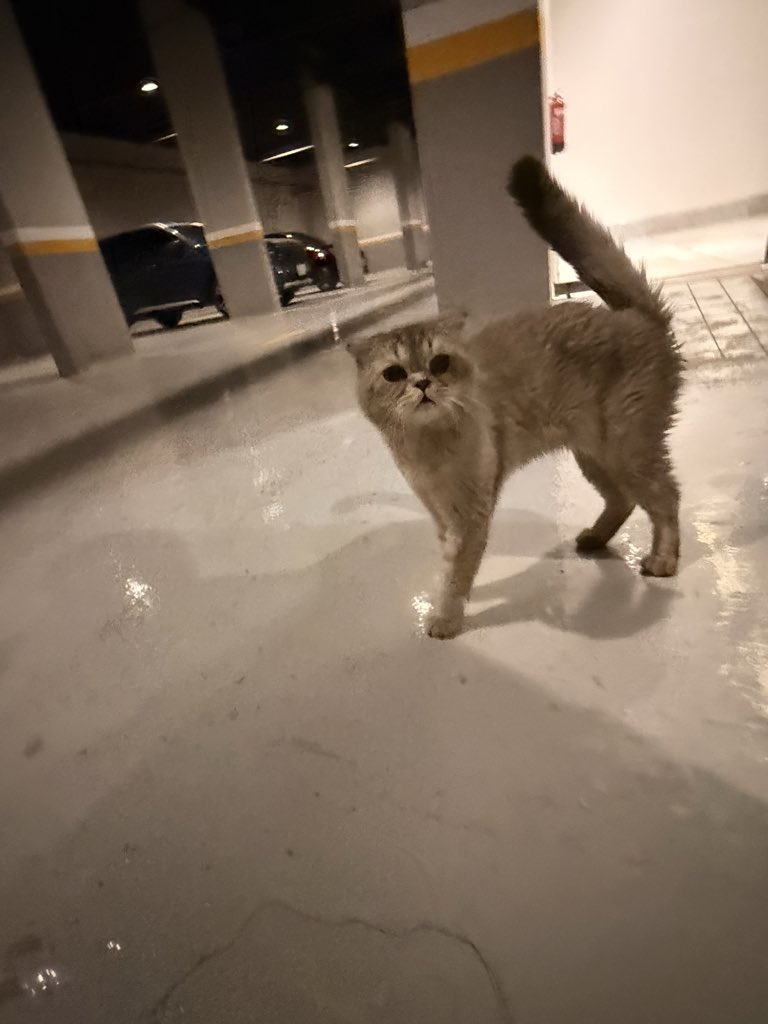M1H2S911's tweet photo. هل من متبني. لقيتها في المواقف السفلية. بيت و للأسف الوضع حر و جوع. ارجوكم إذا تقدرون تنشرون اكون مقدر و شاكر. قاعد أحط له أكل و مويه و لكن مو كل يوم اضمن اني موجود. ولا عندي قدرة أتبناه. 

الرياض، حي المروج

#تبني_لاتشتري
#انقاذ_قطط https://t.co/vPZpetVx6G