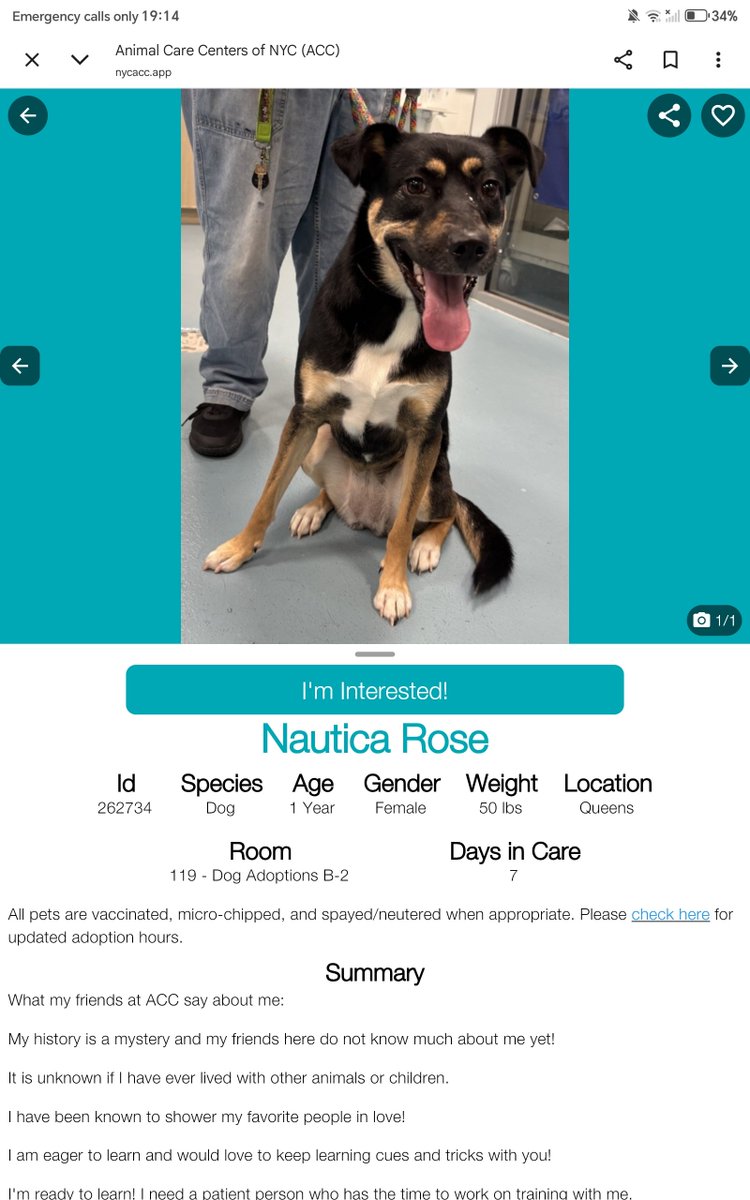 samj_jane's tweet photo. 🐶 #Adoptme New intake
Meet Nautical Rose a lovely friendly 1yr old girl needs training but shes eager and ready to learn dont miss out check her out today ❤️
https://t.co/xMgCHNpriw
🙏 #Pledge #Foster #Adopt #Rescue https://t.co/vQtti4ywiP
