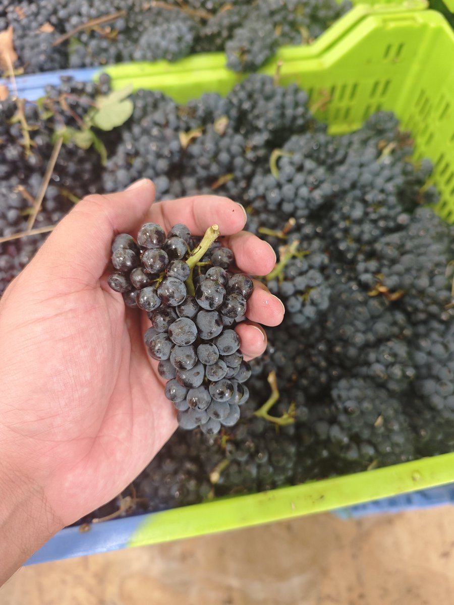BenadassiF's tweet photo. Tournée des vignerons ce soir à Cormicy !

Une très belle année se profile pour le raisin et pour notre vignoble de Cormicy. Les premières impressions sont excellentes et laissent présager une belle vendange. 🍇🍾

Un grand bravo à nos vignerons, qui font vivre avec passion ce magnifique patrimoine de Cormicy ! 🍾