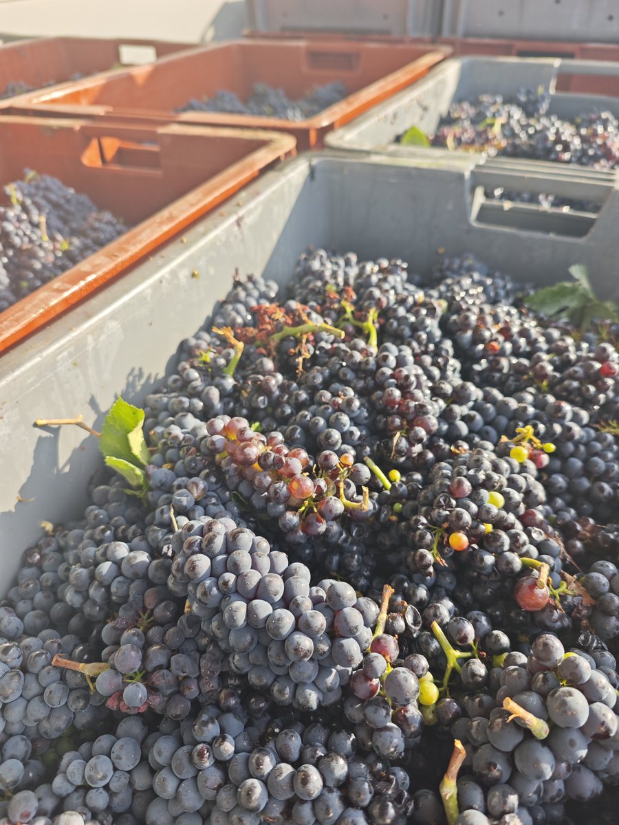 BenadassiF's tweet photo. Tournée des vignerons ce soir à Cormicy !

Une très belle année se profile pour le raisin et pour notre vignoble de Cormicy. Les premières impressions sont excellentes et laissent présager une belle vendange. 🍇🍾

Un grand bravo à nos vignerons, qui font vivre avec passion ce magnifique patrimoine de Cormicy ! 🍾
