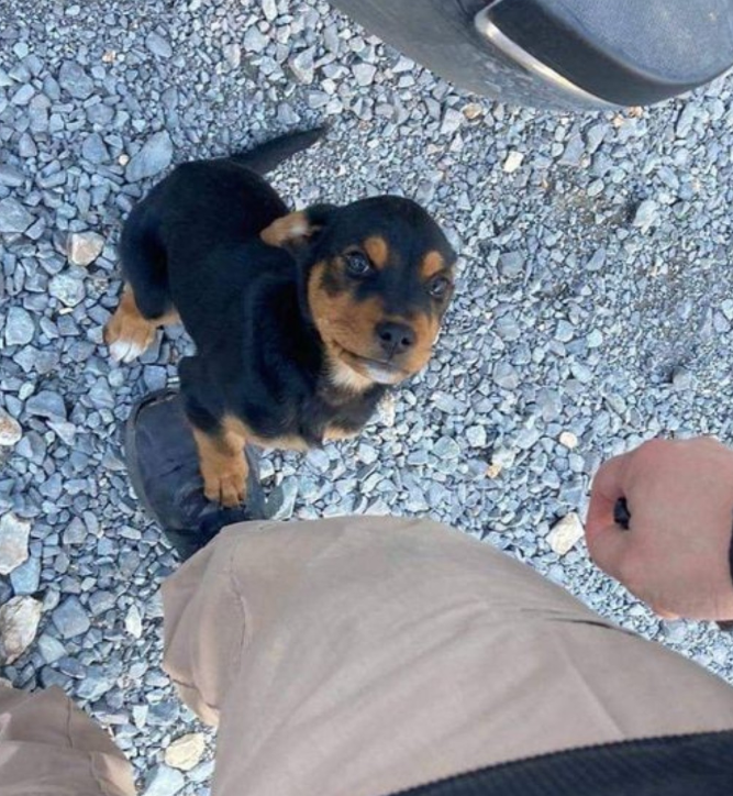 BestinDogs's tweet photo. My husband was spraying a house, and this sweet little puppy walked up to him and was begging for pets. He sat and pet her for a good 30 minutes. While he was leaving, the puppy tried to follow him in his car. So he got out and called the home owner, he said "if it runs in the road, I didn't see or hear anything". And my husband says wtf dude, she could get run over, and it's also 12 degrees outside. So he took the puppy and we found a GOOD home for her. He said the puppy loved our heat in the car. She was in heaven. We would've taken her if we were allowed to have dogs. Point is... don t get a puppy if you can't treat them like actual beings. 🙏📷