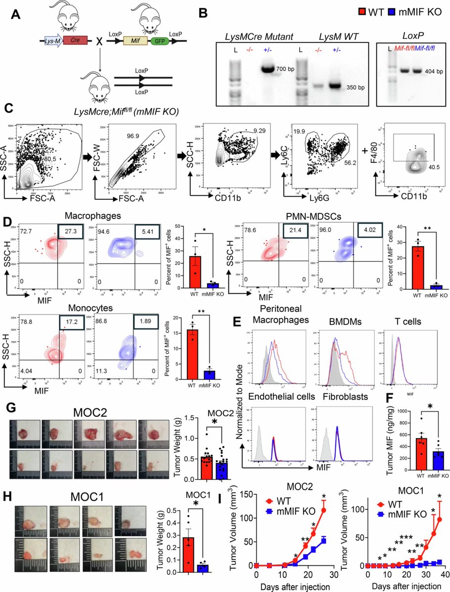 OhioStatePIIO's tweet photo. New research featuring #PIIO member Dr. Steve Oghumu identifies myeloid-derived migration inhibitory factor (MIF) as a central regulator of the #MDSC #Treg #CD8โบ axis in #HNSCC & supports myeloid-targeted MIF inhibition as a strategy to reprogram the #TME & enhance responses to #ICB.๐ฌ ๐งฌ
๐https://t.co/r1qfZncuur