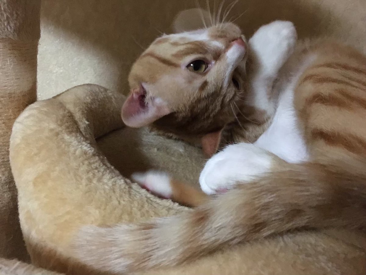 CraneAnge's tweet photo. #おはようございます

#猫  #猫好き #猫がいる幸せ #猫の写真へたくそ選手権 #猫写真 #写真 #猫好きな人と繋がりたい
#キジシロ　#チャシロ
#うちの子　#うちの子
#保護猫

ネッコから皆様におはﾆｬ- https://t.co/Kxirvy8yW9