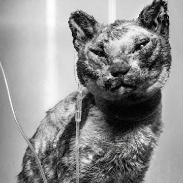 barbie_context's tweet photo. Una gatita entró cinco veces en un edificio en llamas para rescatar a todos sus gatitos. https://t.co/nN5pyq8rxN