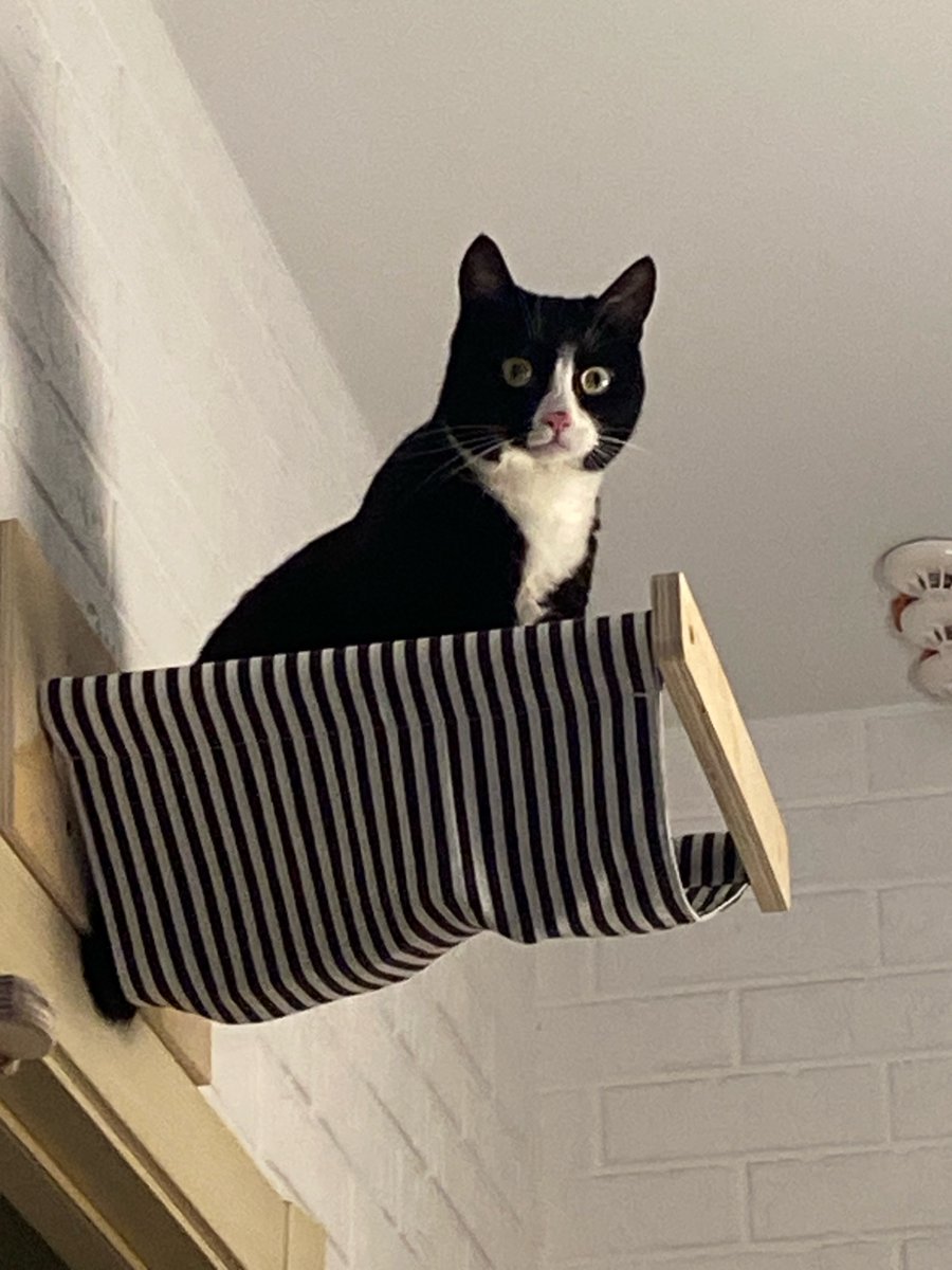 NessaCuteKitty's tweet photo. Oh #Gladis
Something with her stomach 🤢🤮 https://t.co/LnqrGTno6h