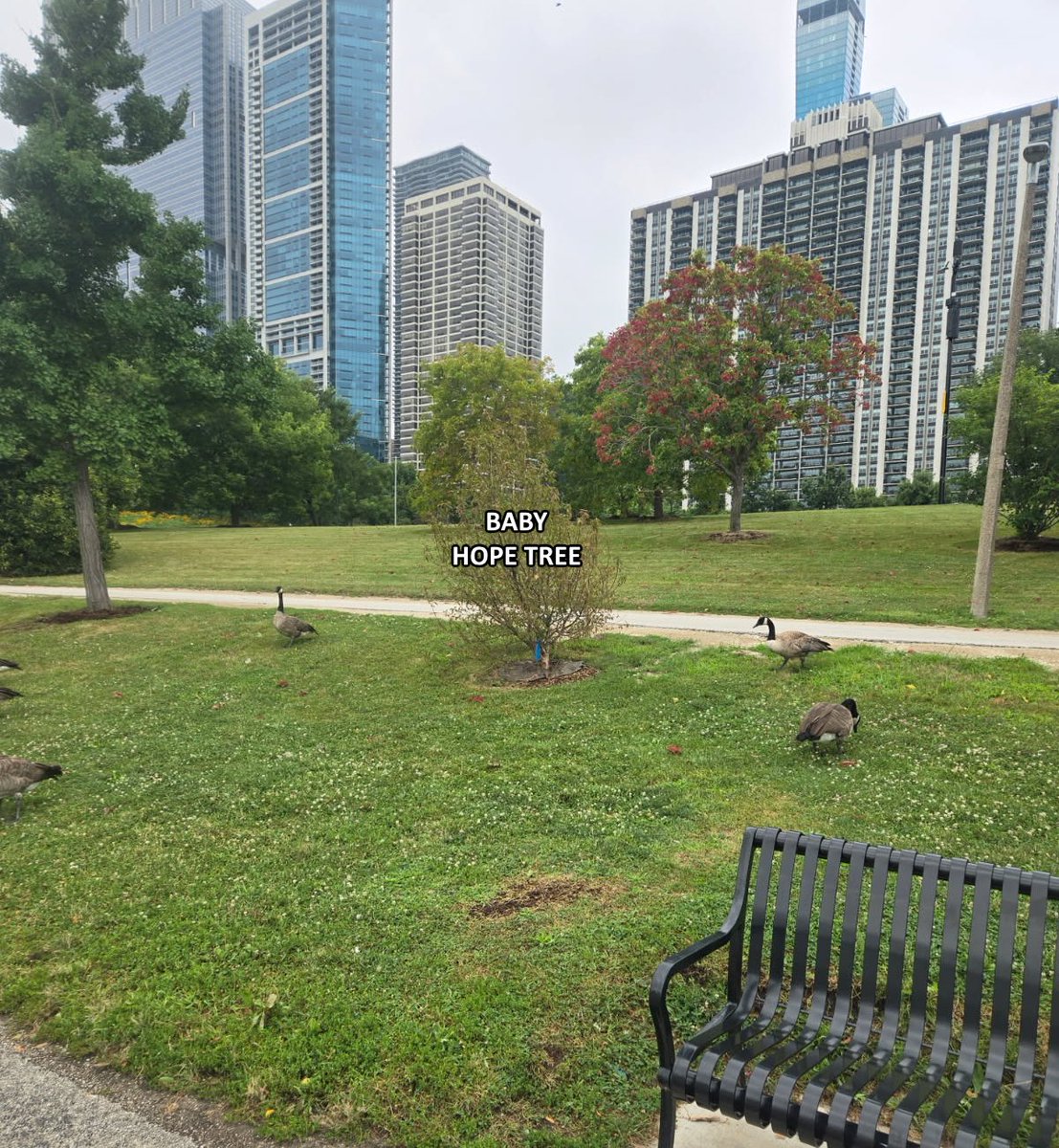 cyb3rpunkt's tweet photo. 📢 CALLING ALL ARIRANG CHICAGO ATTENDEES!

The j-hope collective’s birthday project, the Hope Tree, has officially been planted!  If you’ll be in Chicago, please consider visiting it in Lakeview Park, adjacent to the Grant Park stage (Hobipalooza performance location).

📍 Google Coordinates: 41.882994, -87.613553

Take a photo and tag #tjc_hopetree. The young tree on the left will one day grow into the beautiful flowering tree on the right. 

Let’s help bring attention to this commemorative landmark and make sure j-hope knows about it. @thejhopecollect will be posting something official soon, but I wanted to get this info out there for anyone who wants to visit this week.