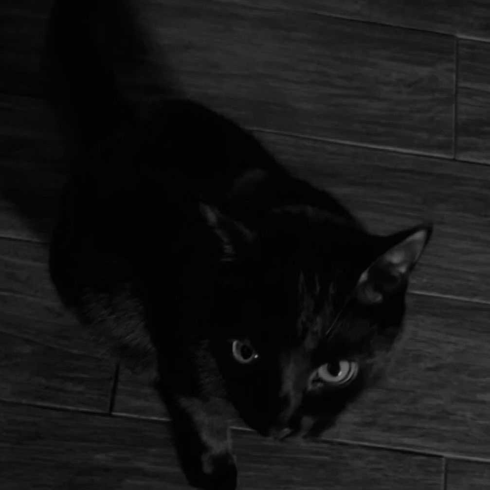 GoddessSols's tweet photo. kuro says to send me money

findom https://t.co/nLNR5CzkPt