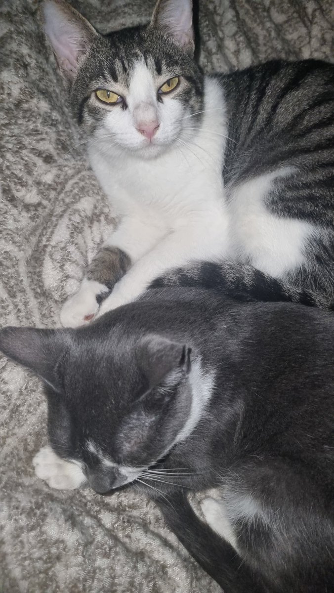 pingapudim's tweet photo. o gato da minha mae moggando o meu https://t.co/azrt37kfPd